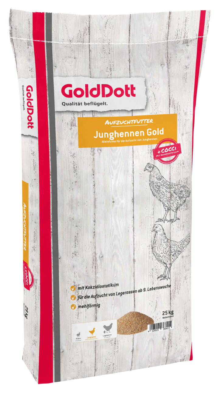 Golddott Junghennen Gold